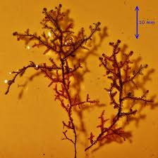 Attēlu rezultāti vaicājumam “Frullania tamarisci”