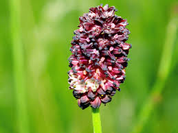 Attēlu rezultāti vaicājumam “Sanguisorba officinalis flower”