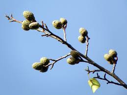 Attēlu rezultāti vaicājumam “Alnus incana bud”