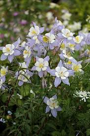 Image result for Aquilegia caerulea