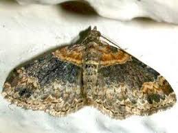 Attēlu rezultāti vaicājumam “Xanthorhoe ferrugata”