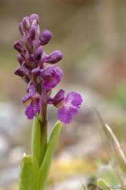 Attēlu rezultāti vaicājumam “Orchis morio”