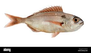 Image result for Pagellus bogaraveo