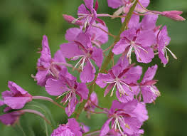 Attēlu rezultāti vaicājumam “Epilobium angustifolium flower”