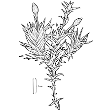 Attēlu rezultāti vaicājumam “Weissia squarrosa”