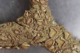 Attēlu rezultāti vaicājumam “Melanohalea exasperata”