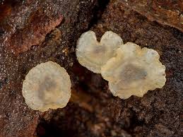 Attēlu rezultāti vaicājumam “Hyalorbilia inflatula”