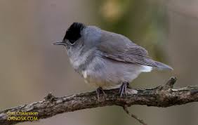 Attēlu rezultāti vaicājumam “Sylvia atricapilla”