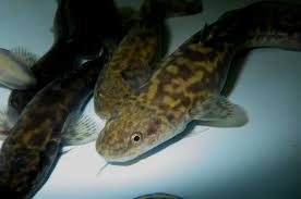 Attēlu rezultāti vaicājumam “Lota lota”