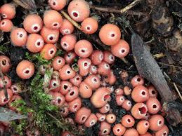 Attēlu rezultāti vaicājumam “Microstoma protracta”