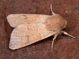 Attēlu rezultāti vaicājumam “Orthosia miniosa”