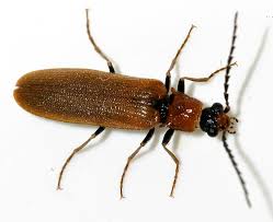 Attēlu rezultāti vaicājumam “Denticollis linearis”