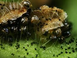 Attēlu rezultāti vaicājumam “Cribraria aurantiaca var. persoonii spores”