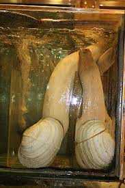 Image result for geoduck