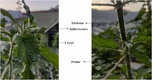 Attēlu rezultāti vaicājumam “Urtica dioica fruit”