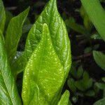 Attēlu rezultāti vaicājumam “Scopolia carniolica leaf”