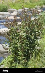 Attēlu rezultāti vaicājumam “Scrophularia umbrosa”