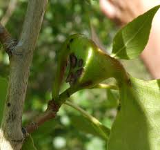 Attēlu rezultāti vaicājumam “Pemphigus borealis”
