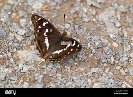 Attēlu rezultāti vaicājumam “Apatura iris female”