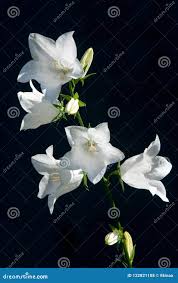 Image result for Campanula formanekiana