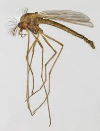 Attēlu rezultāti vaicājumam “Cricotopus male”