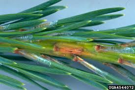 Attēlu rezultāti vaicājumam “Melampsora populnea”