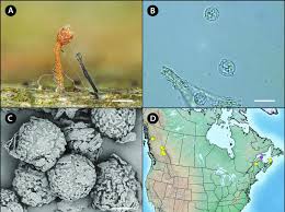 Attēlu rezultāti vaicājumam “Sclerophora pallida”
