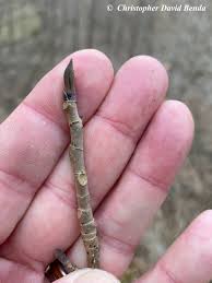 Attēlu rezultāti vaicājumam “Liriodendron tulipifera bud”