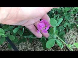 Attēlu rezultāti vaicājumam “Lathyrus tuberosus flower”