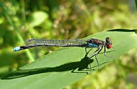 Attēlu rezultāti vaicājumam “Erythromma najas”