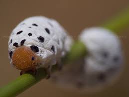 Attēlu rezultāti vaicājumam “Tenthredo scrophulariae exuvia”