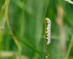Attēlu rezultāti vaicājumam “Shargacucullia scrophulariae”