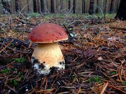 Attēlu rezultāti vaicājumam “Boletus pinophilus”