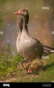 Attēlu rezultāti vaicājumam “Anser anser juvenile”