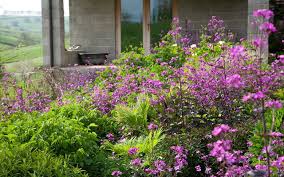Image result for Lunaria annua