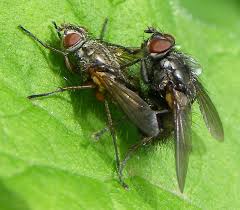 Attēlu rezultāti vaicājumam “Tachinidae”