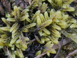 Attēlu rezultāti vaicājumam “Hypnum jutlandicum”