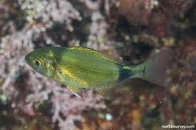 Image result for Diplodus vulgaris
