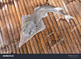 Image result for Rhynchobatus djiddensis
