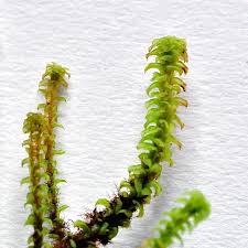 Attēlu rezultāti vaicājumam “Paludella squarrosa”