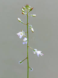 Attēlu rezultāti vaicājumam “Circaea lutetiana bud”