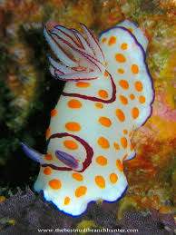 Attēlu rezultāti vaicājumam “Rhynocoris annulatus imago”