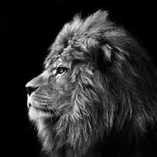 Image result for bilder