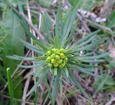 Attēlu rezultāti vaicājumam “Euphorbia cyparissias”