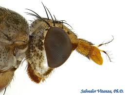 Attēlu rezultāti vaicājumam “Sciomyzidae”