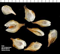 Attēlu rezultāti vaicājumam “Carex pseudocyperus fruit”