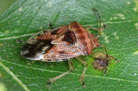 Attēlu rezultāti vaicājumam “Elasmucha grisea imago”