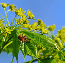 Attēlu rezultāti vaicājumam “Acer platanoides flower”