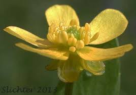 Attēlu rezultāti vaicājumam “Ranunculus flammula”
