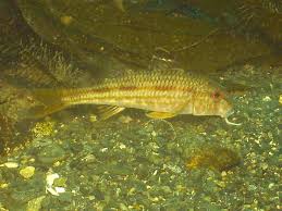 Image result for Mullus surmuletus